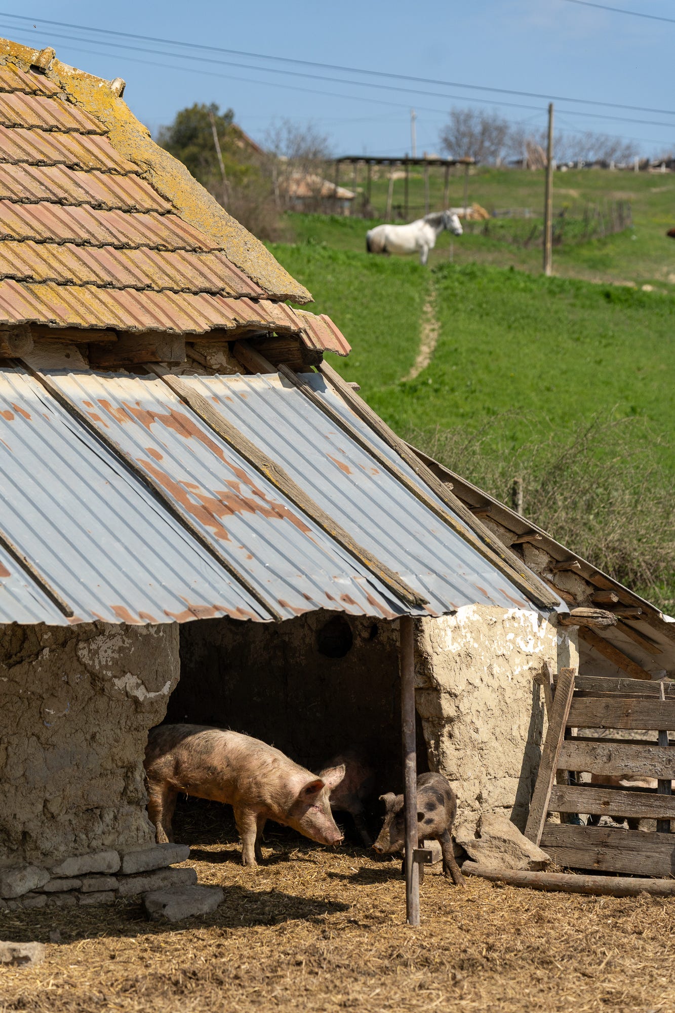 În jurul mesei, la Cotnari (imaginea 9)