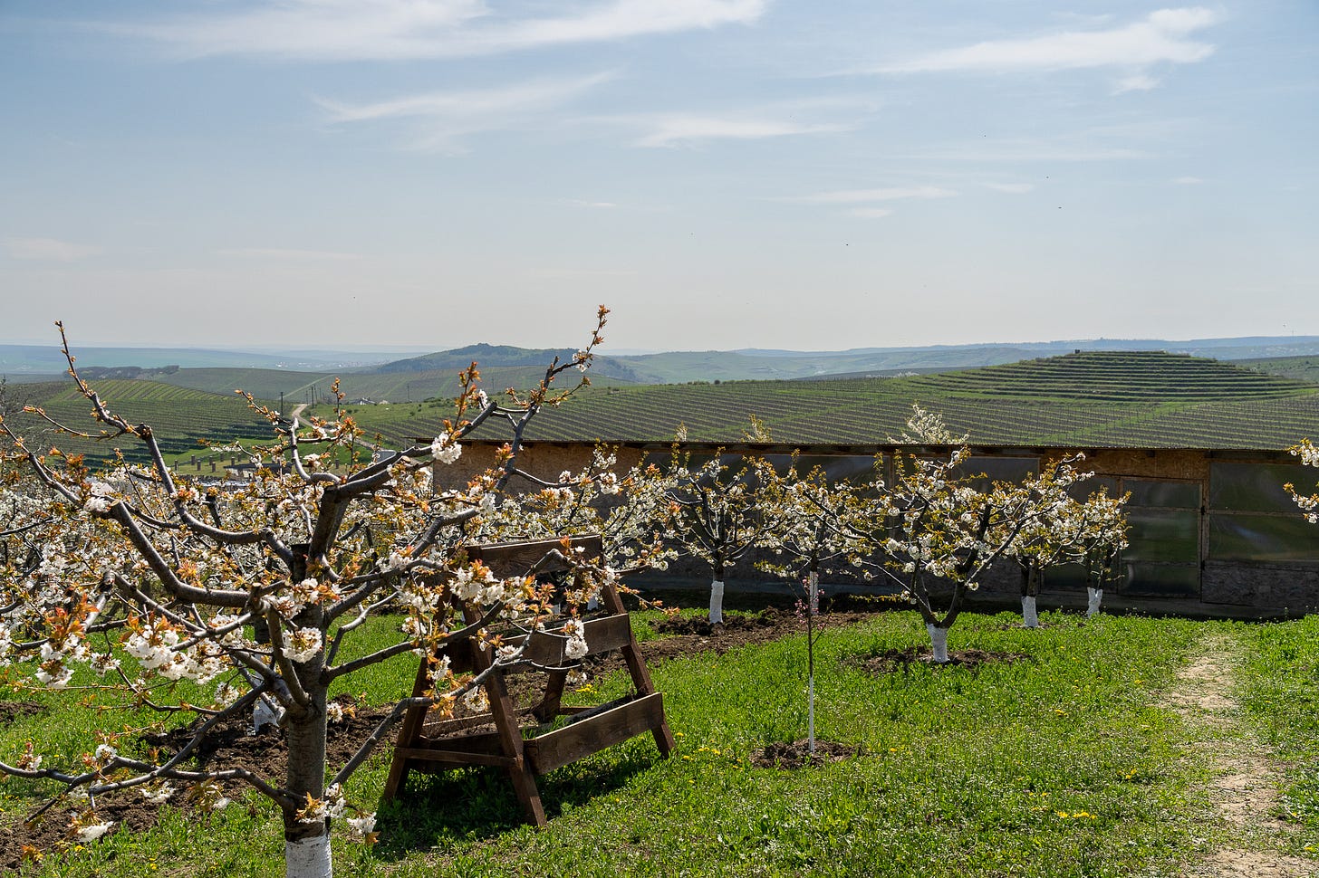 În jurul mesei, la Cotnari (imaginea 2)
