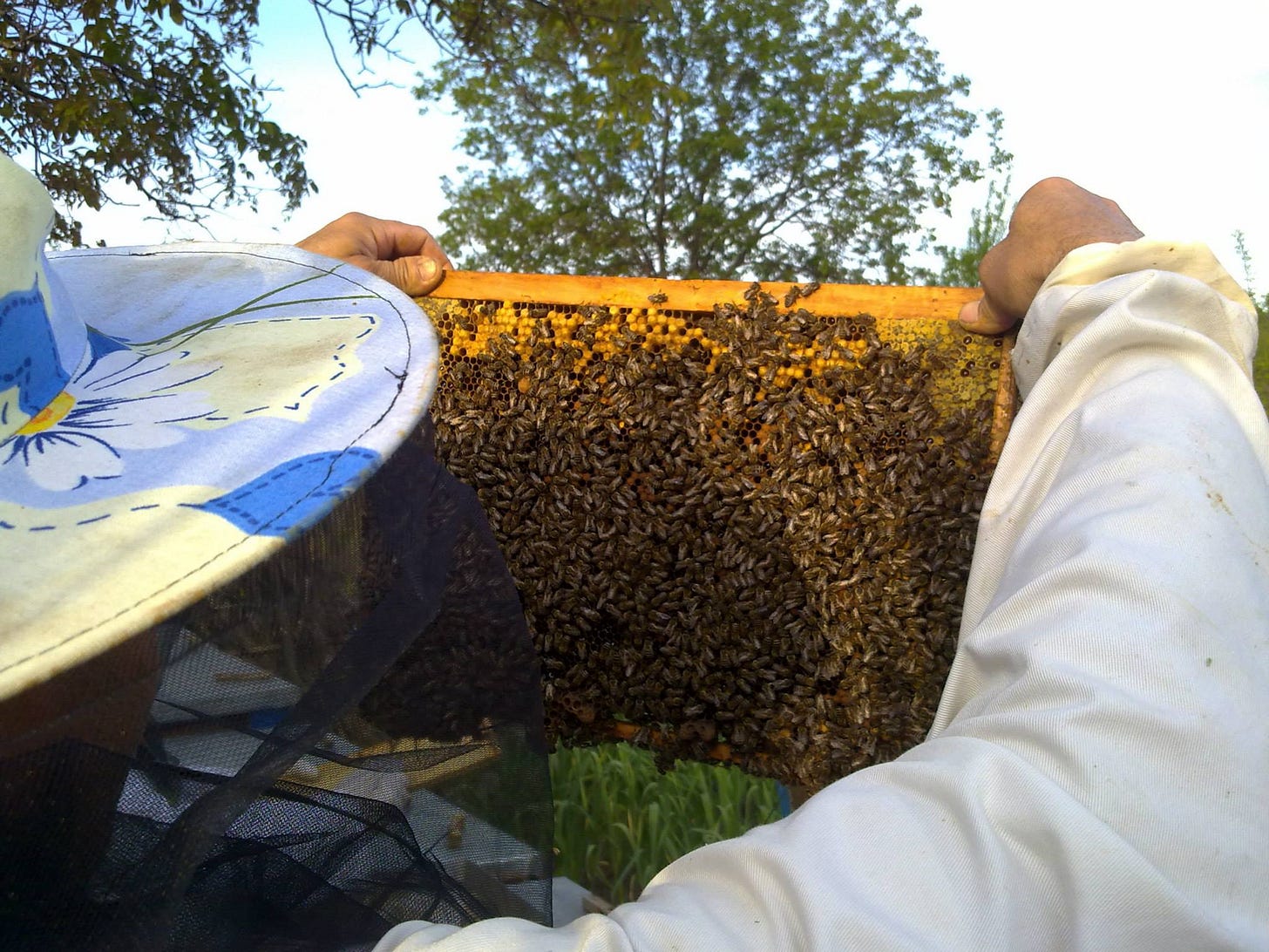 Gustul amar al mierii. Ce facem cu albinele? (imaginea 3)