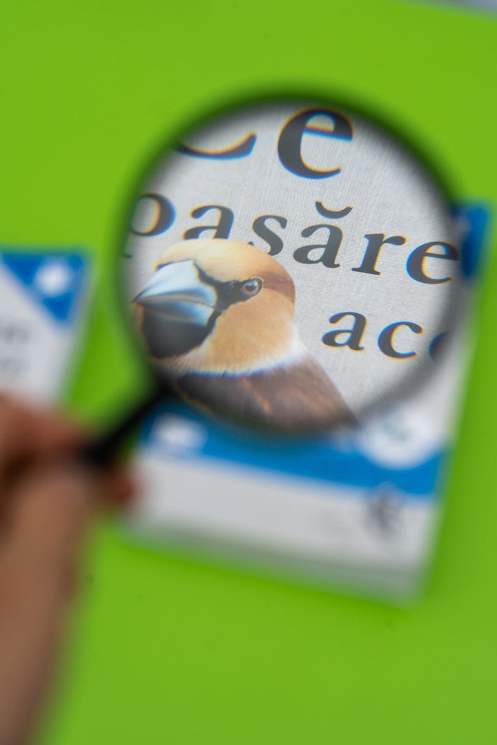 Grădinărit în curtea școlii, într un sat gălățean (imaginea 8)