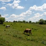 Angofa Wildlife Centre Adept