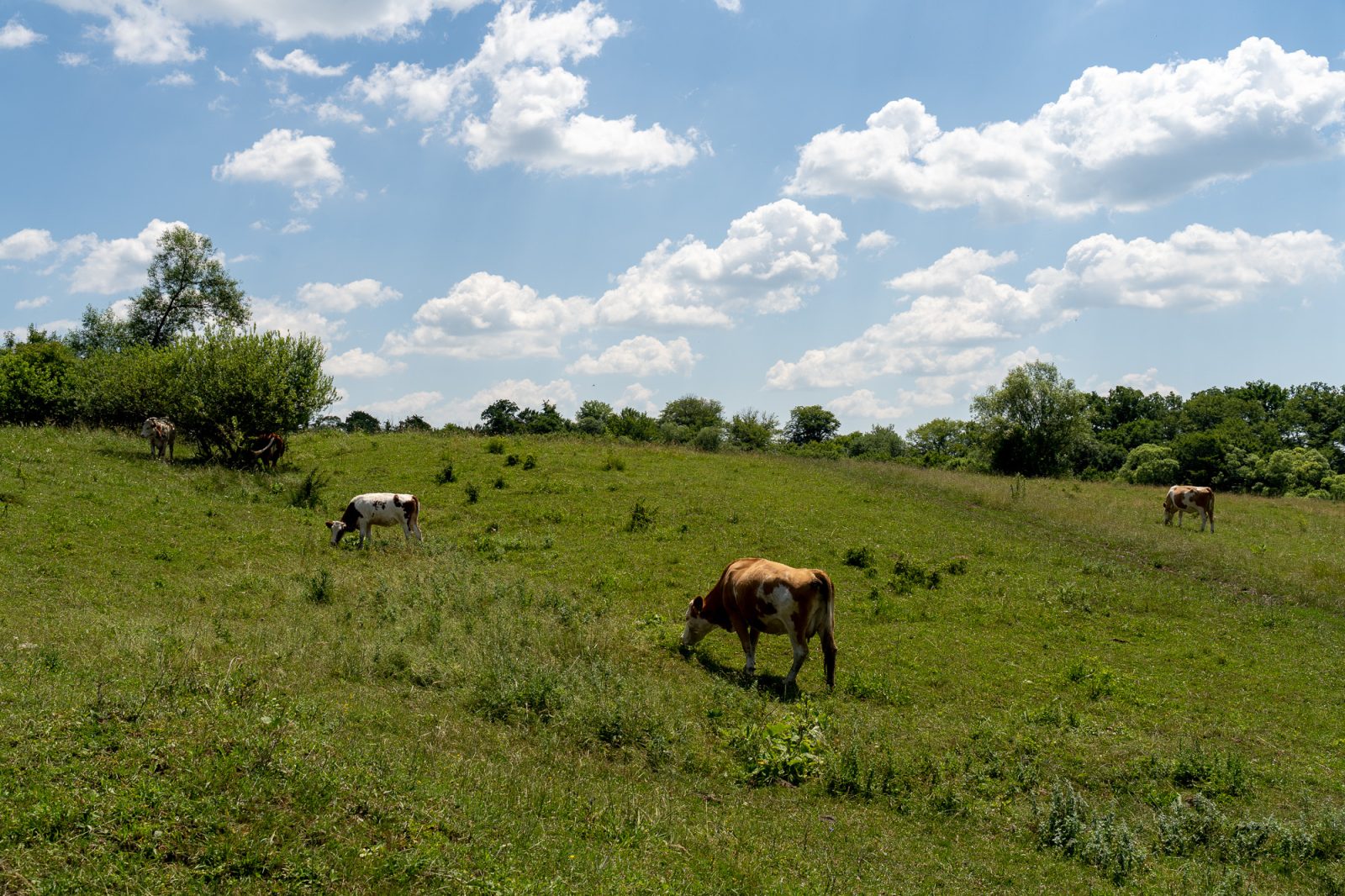Angofa Wildlife Centre Adept