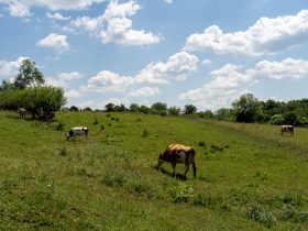 Angofa Wildlife Centre Adept