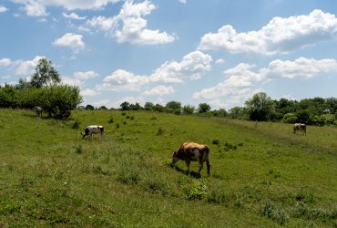 Angofa Wildlife Centre Adept