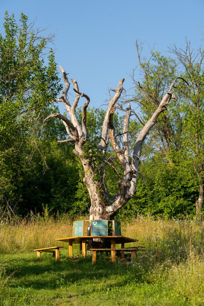 Angofa Wildlife Centre Adept (imaginea 14)