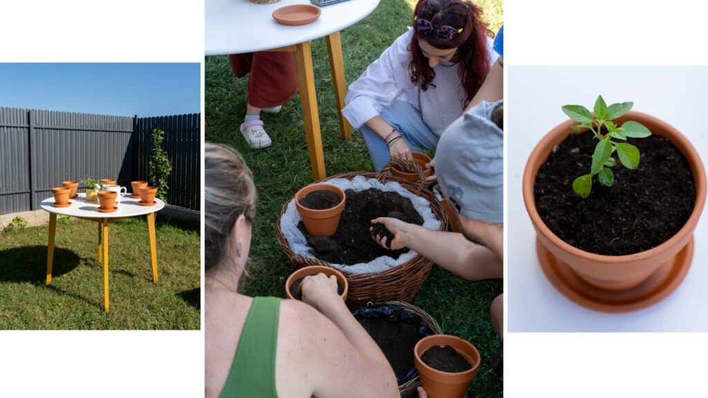 Atelier de grădinărit: participanții plantează răsaduri de busuioc în ghivece, cu pământ și vermicompost