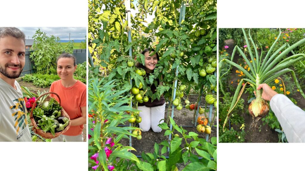 Grădina De la sat în august: roșii, flori și legume culese în coș