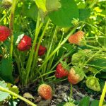 La firul ierbii, în grădina de la sat