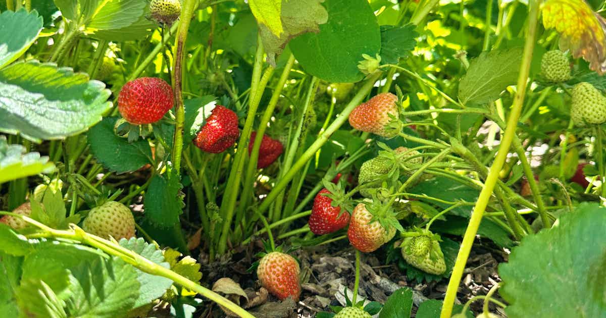 La firul ierbii, în grădina de la sat