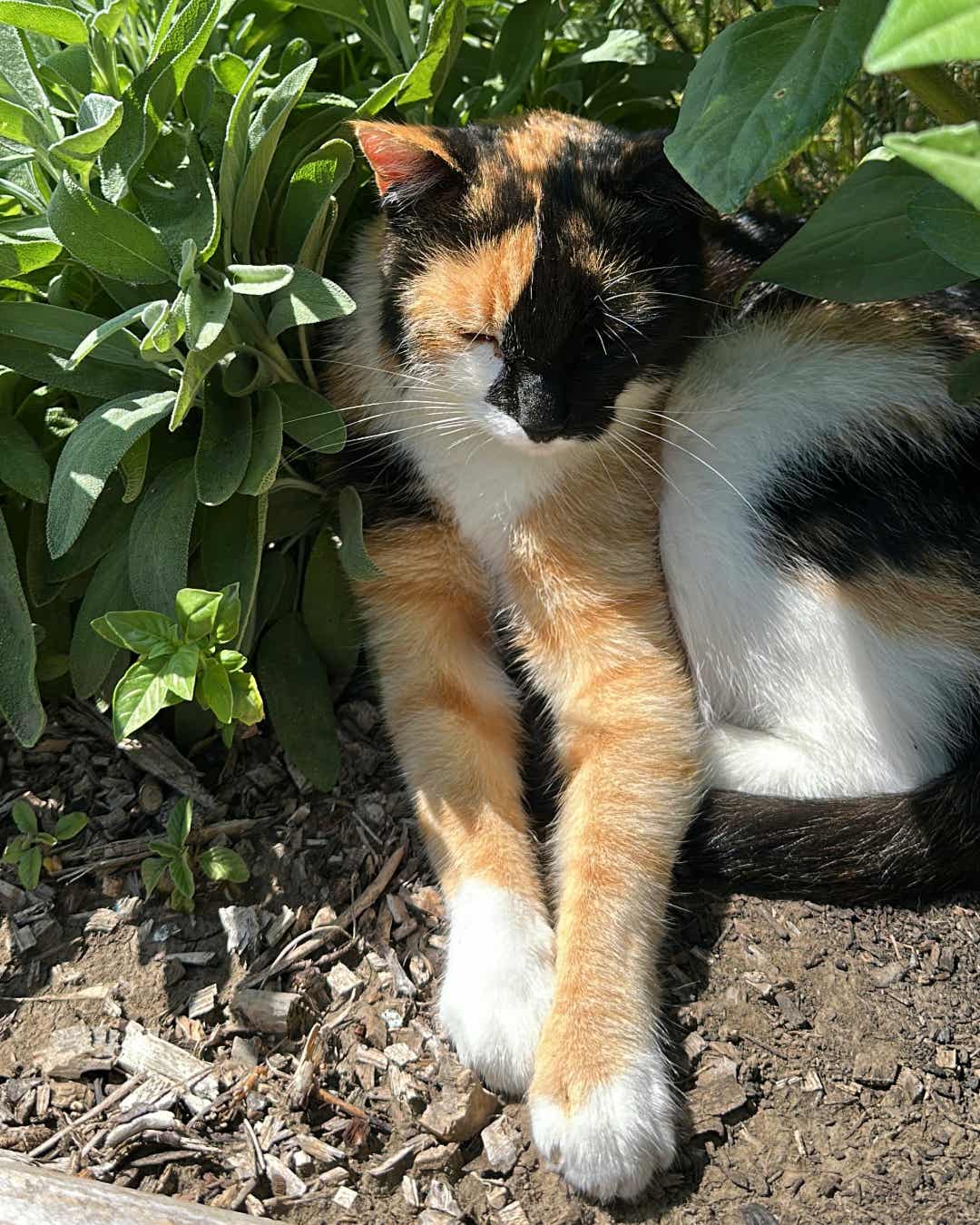 Sisi se relaxează la umbra mărarului.