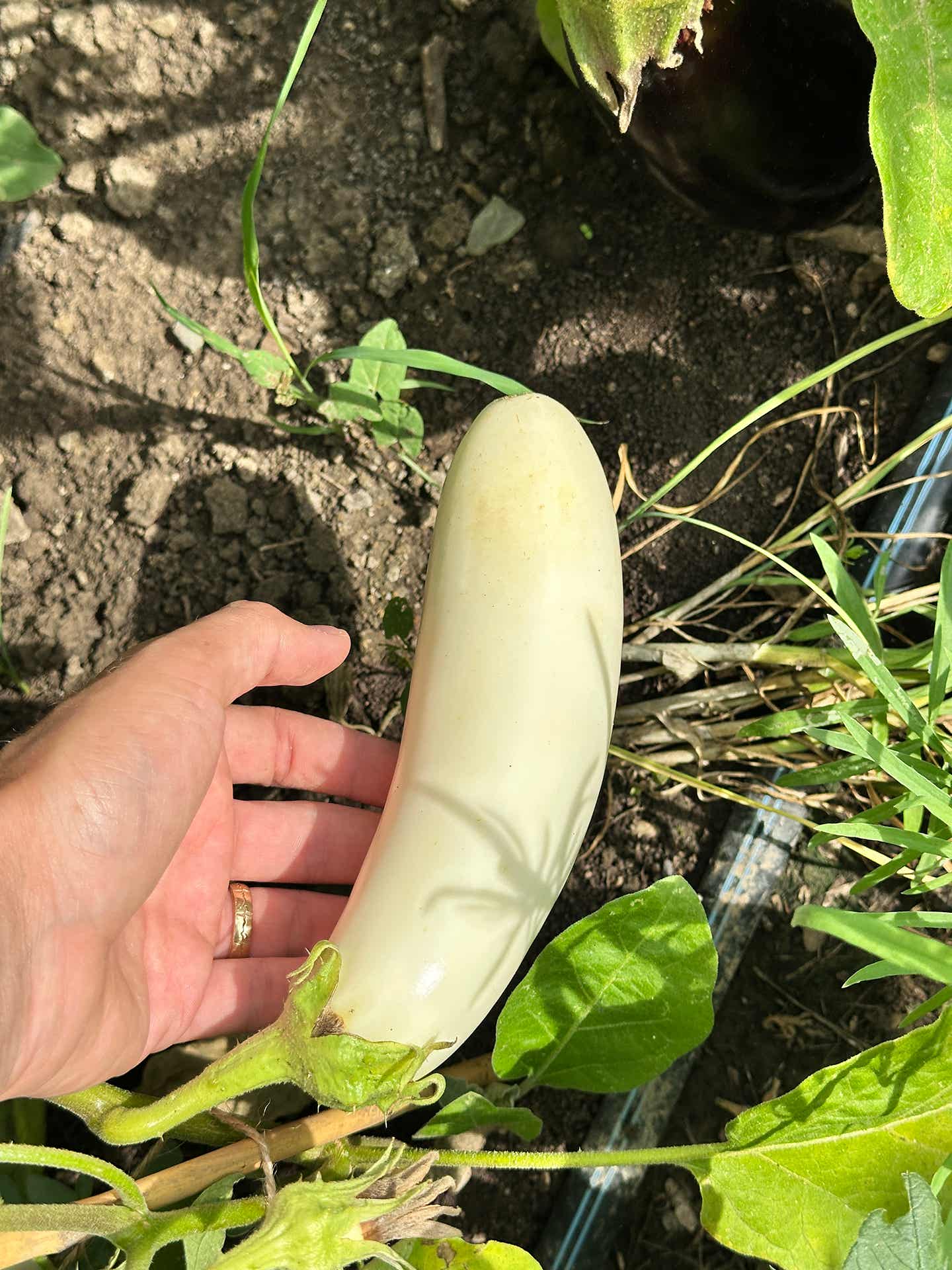 Cum arată grădina de la sat la mijlocul verii