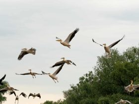 Povești din Delta Dunării