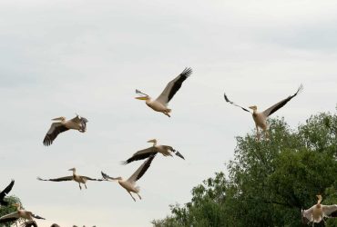 Povești din Delta Dunării