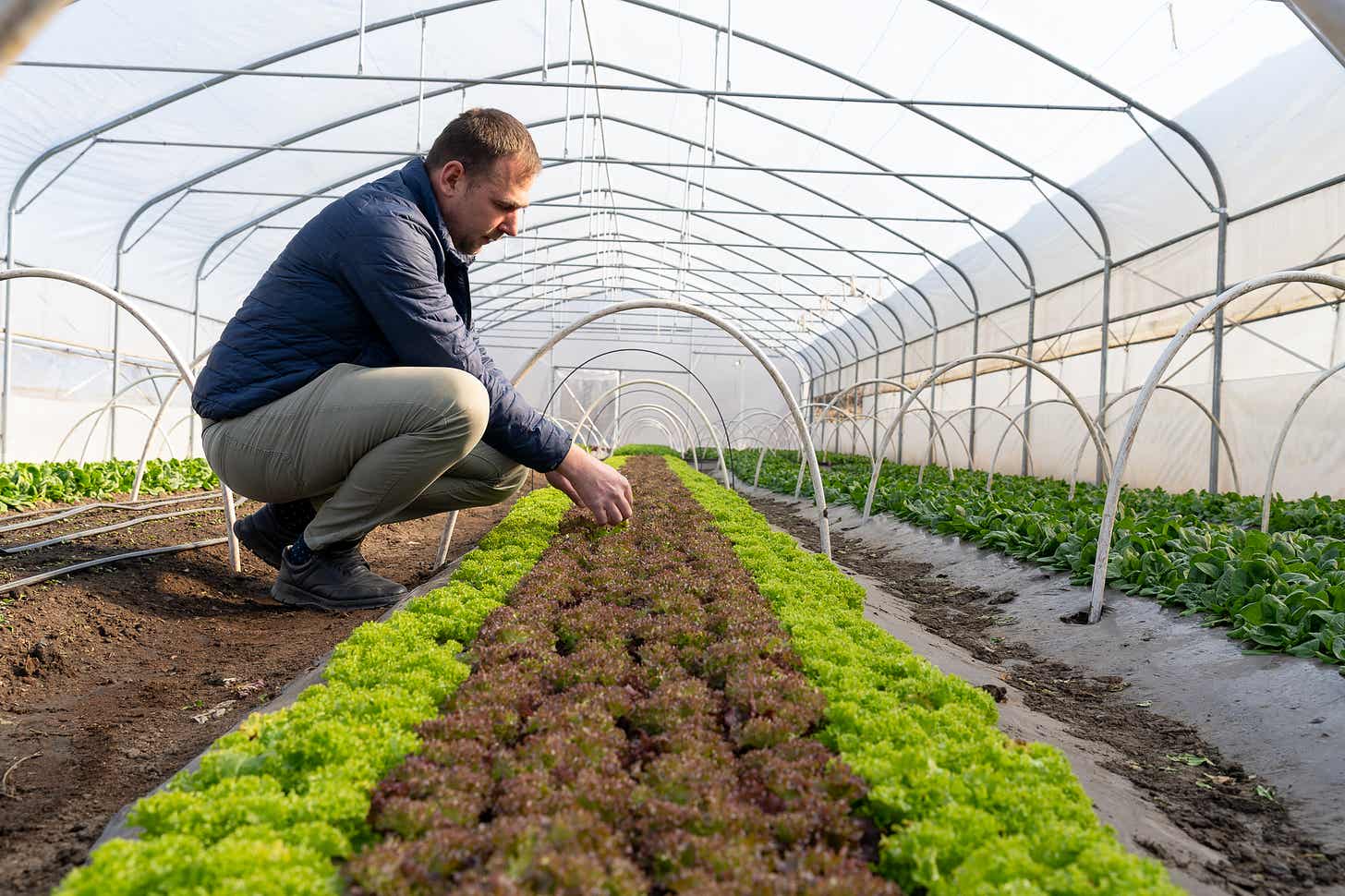 Costel Leonte din satul ieșean Probota cultivă și livrează legume