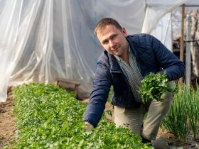 Costel Leonte din satul ieșean Probota cultivă și livrează legume