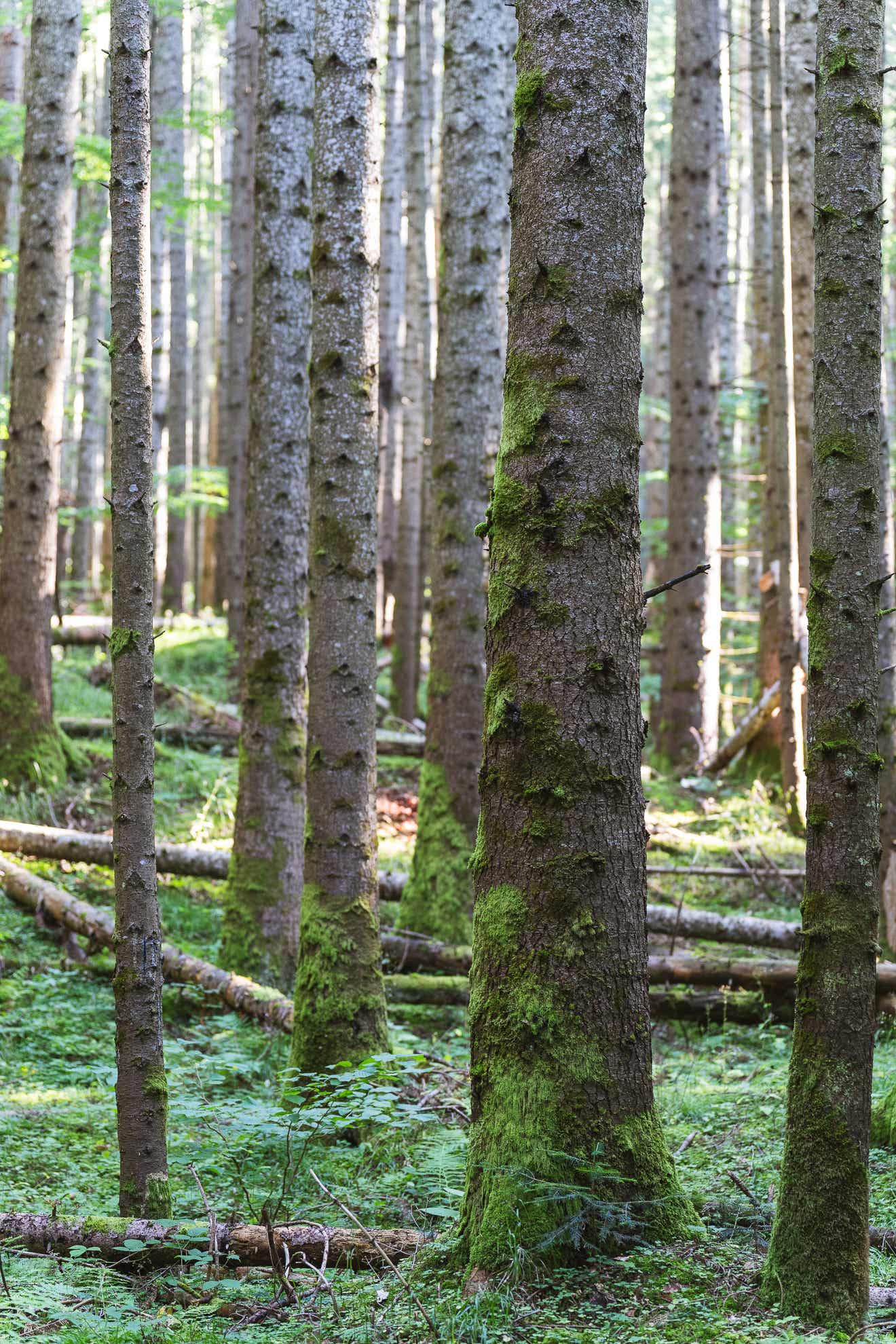 O urcare pe munte