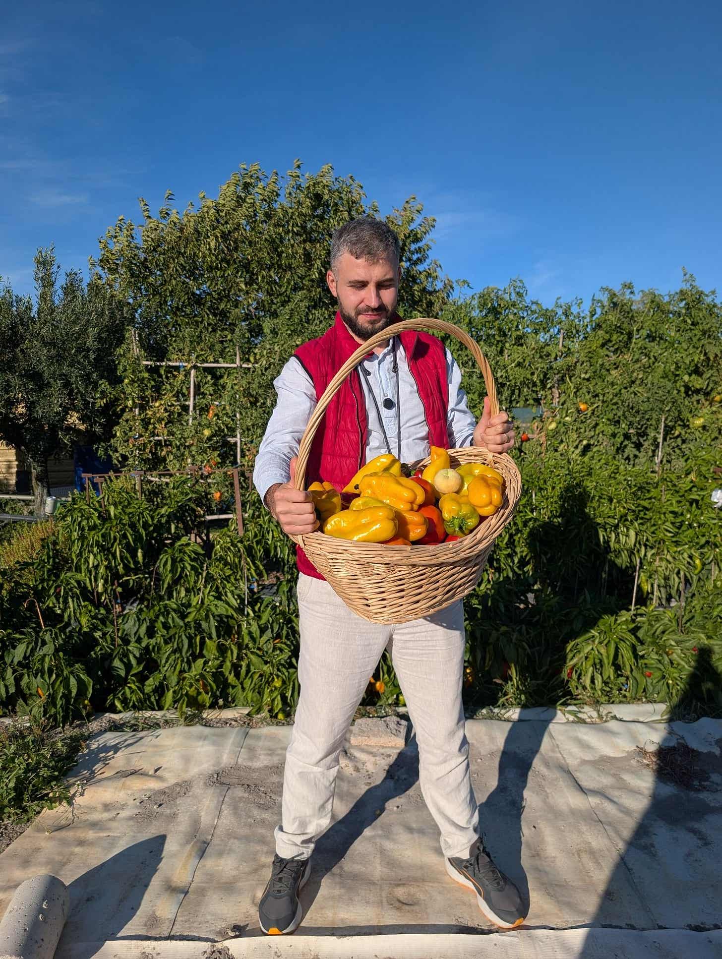 Ionuț Teoderașcu ține un coș mare de nuiele plin cu ardei galbeni, într-o grădină de legume din nordul Spaniei