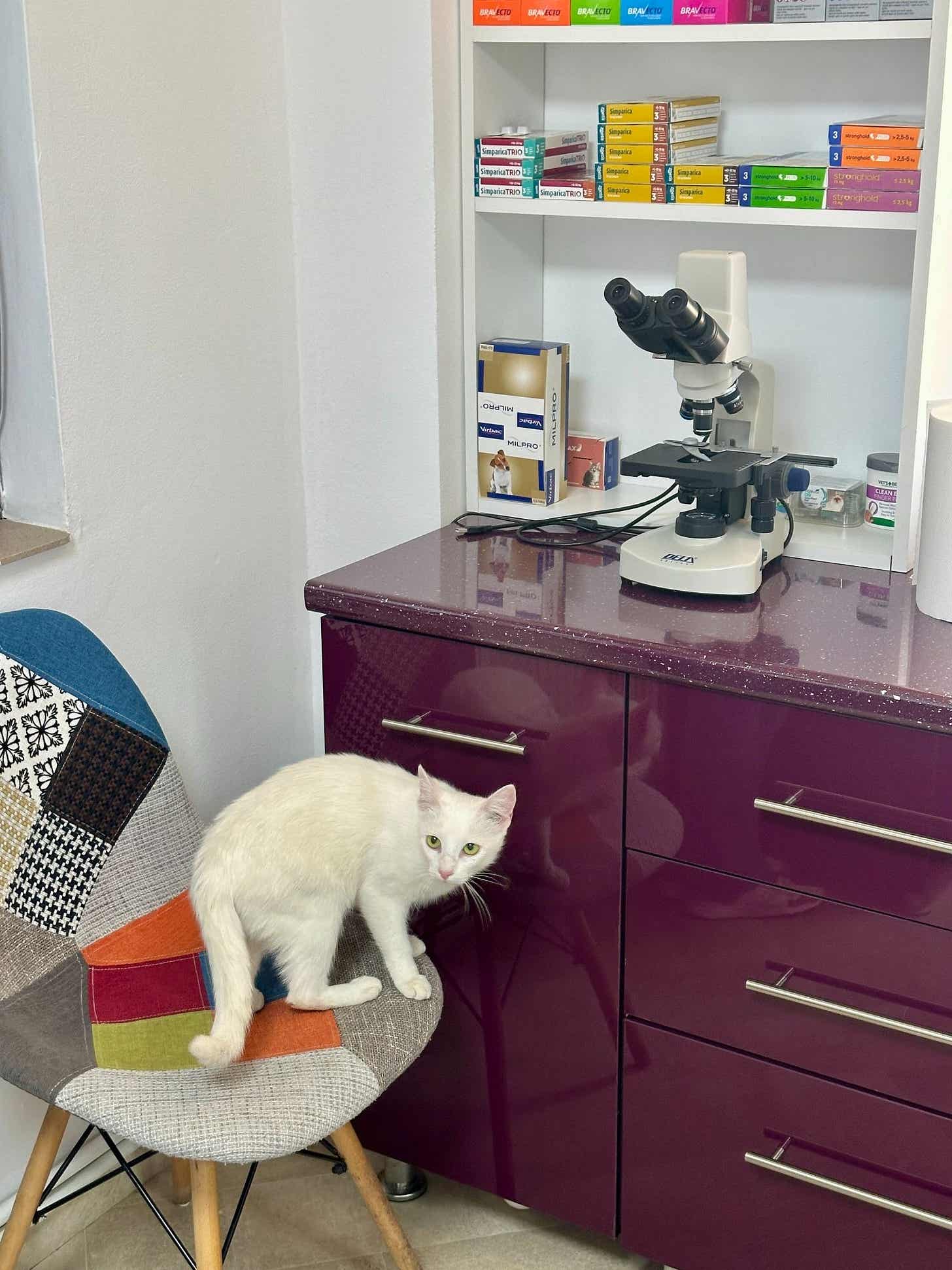 Pisica albă Albina stă pe un scaun tapițat în cabinetul veterinar, lângă un blat mov cu microscop